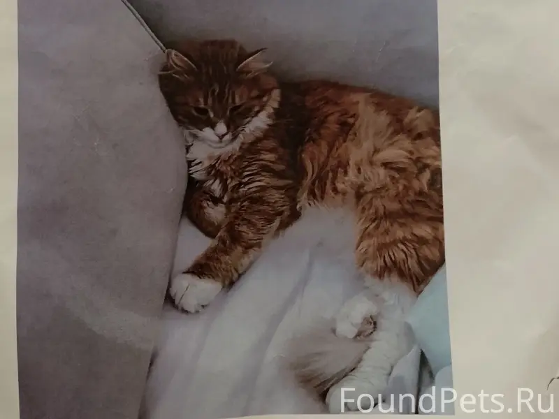 Пропал кот, район 5 школы