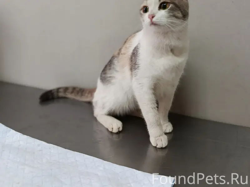 Найдена кошка, нуждается в помощи, травма грудной клетки