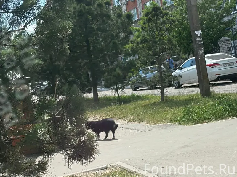 Пропал пёс, Бежица