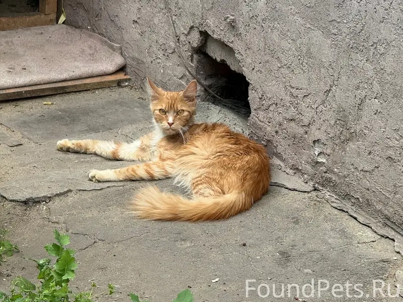 Найдена кошка, Масленникова