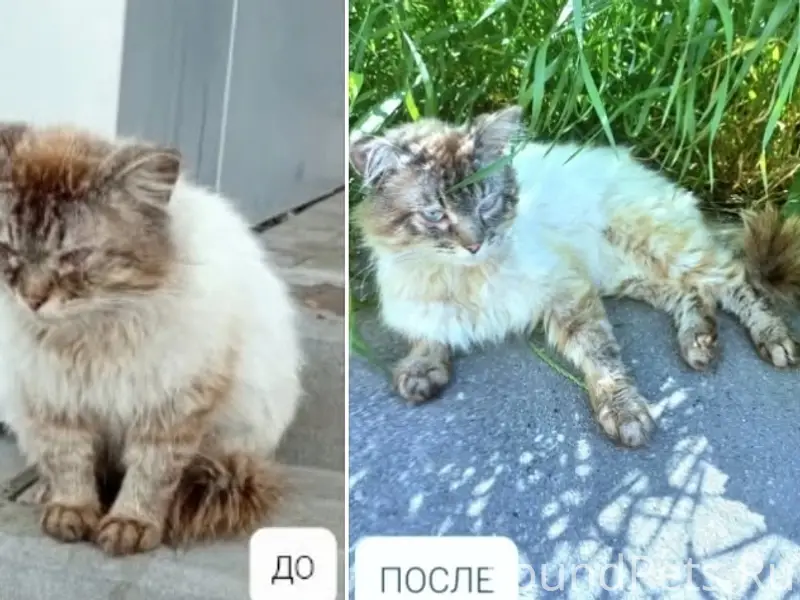 Пропал кот, возможно перемещен в другое место