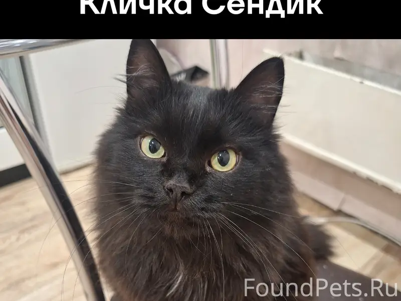 Пропал длинношёрстный кот Сендик, Первая (ул. Вольная)