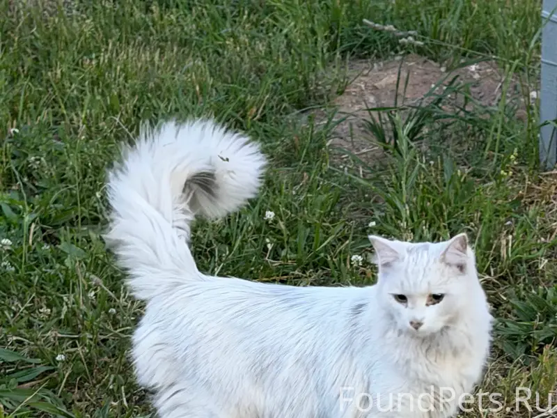Найдена кошка, сквер им. Кекушева