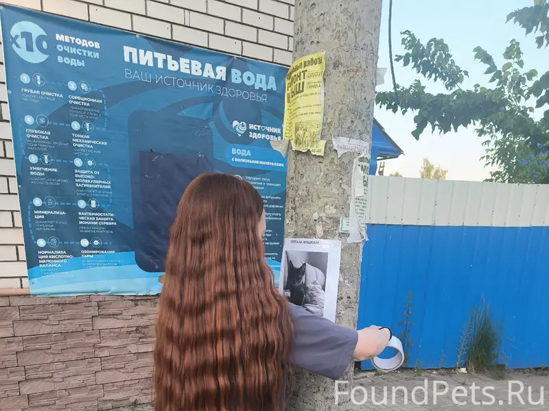 Пропала кошка Ряба, ЛБ, ул. Кирова