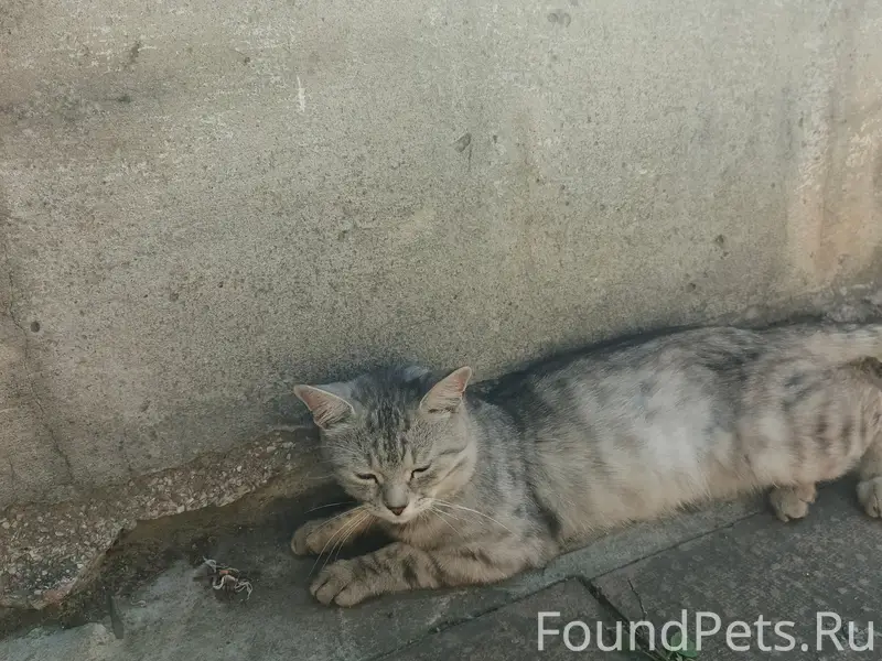 Пропал кот