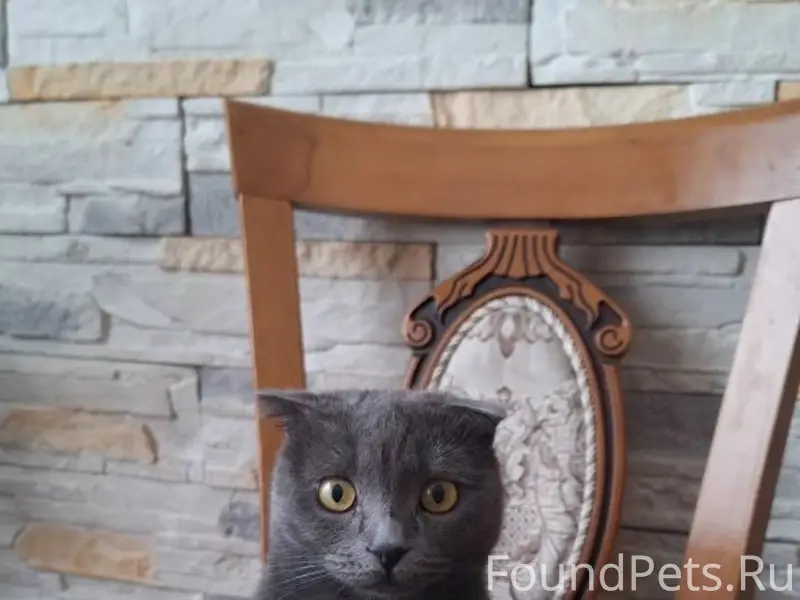 Пропала кошка Пуша, улица Ленина