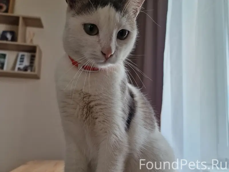Найдена кошка, Борисовичи