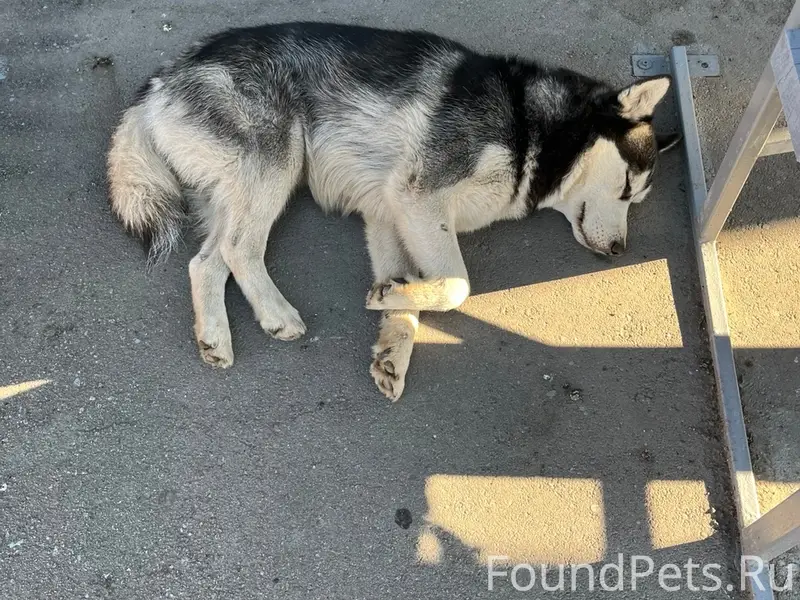 Найден пёс, Центральный район Тольятти