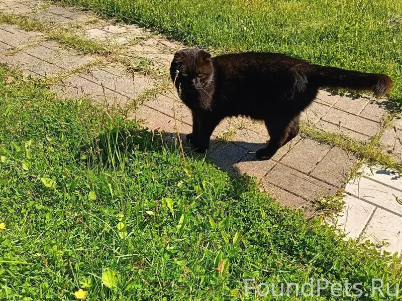 Найдена кошка, Тайцы