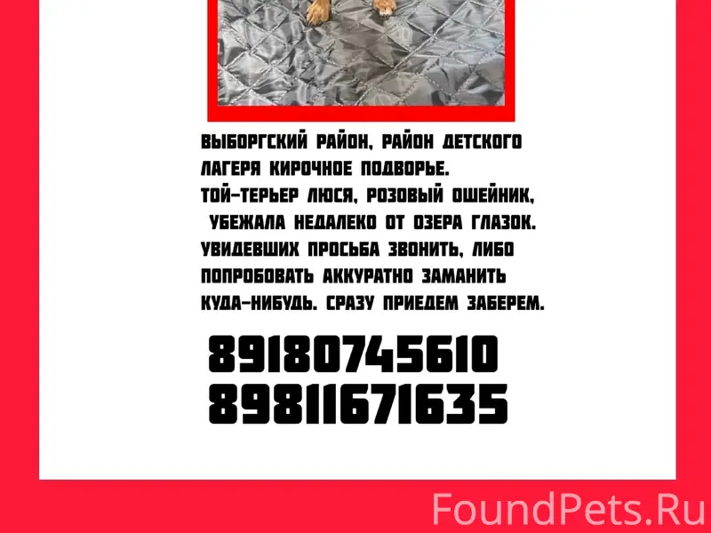 Пропала маленькая собачка Люся, Ленинградская область