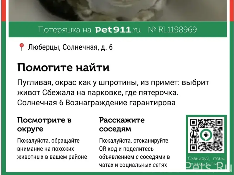 Пропала кошка Колбаски, Люберцы