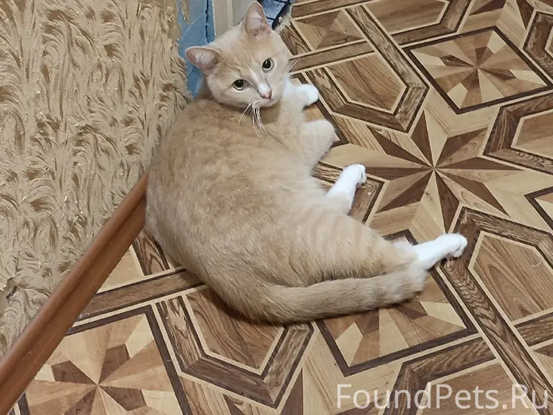 Пропал кот Персик, Ветлужский