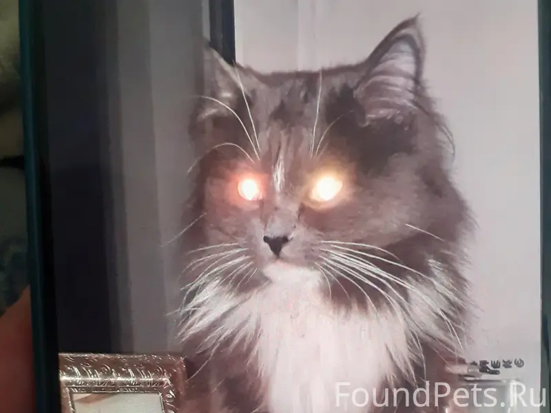 Пропал кот Тима, г. Новокузнецк
