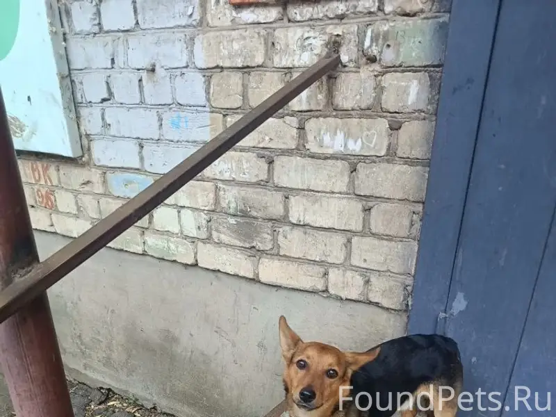 Найден щенок, район Металлурга