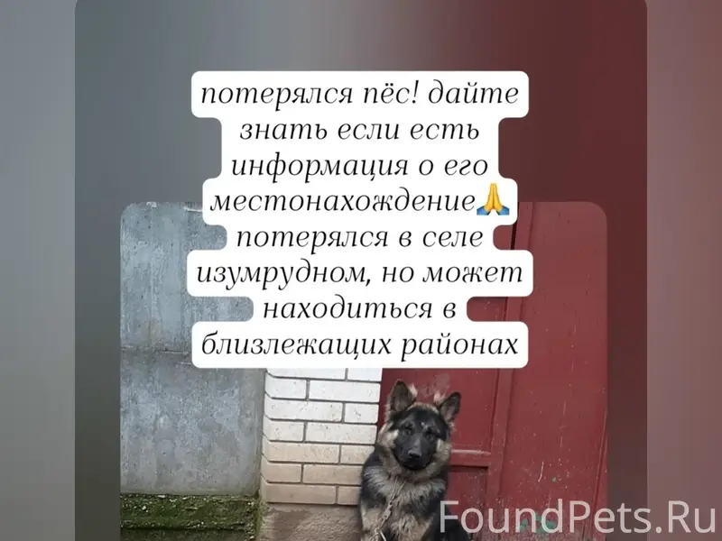 Пропал Малыш, овчарка, с. Изумрудное