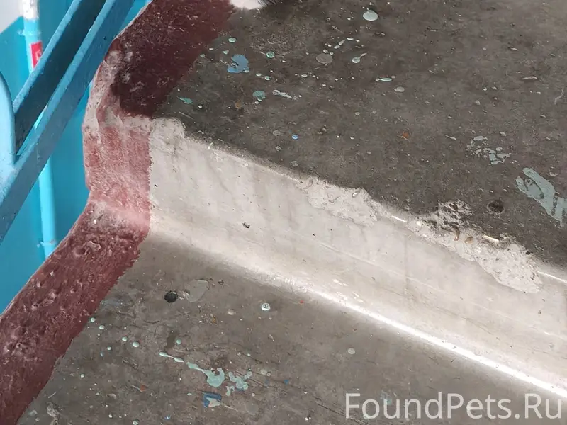 Найден котёнок, район ГДК