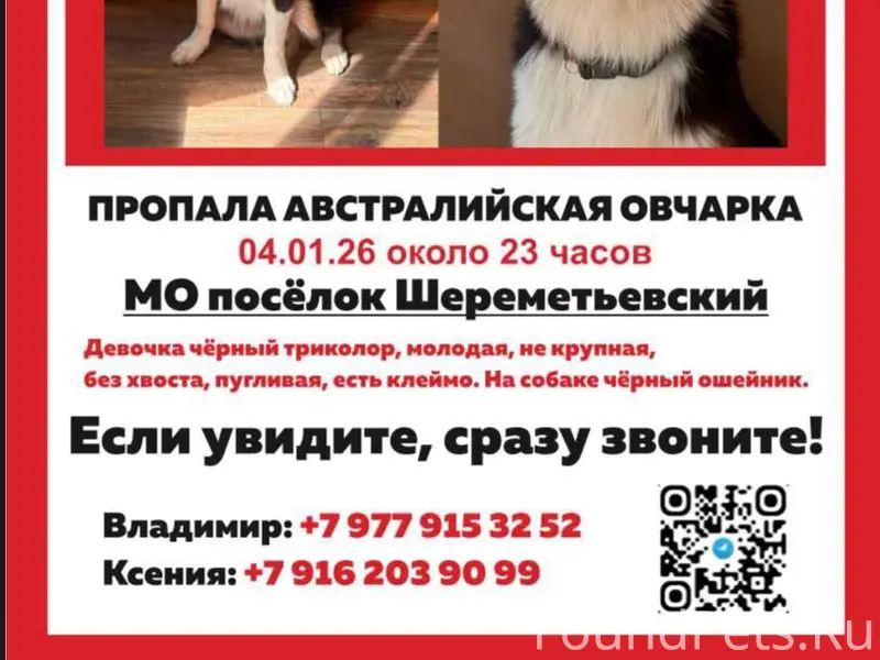 Пропала Аусси, посёлок Шереметьевский, Долгопрудный