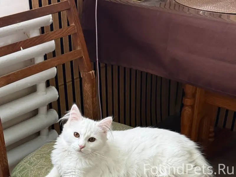 Пропал кот Барбос, пгт Николаевка