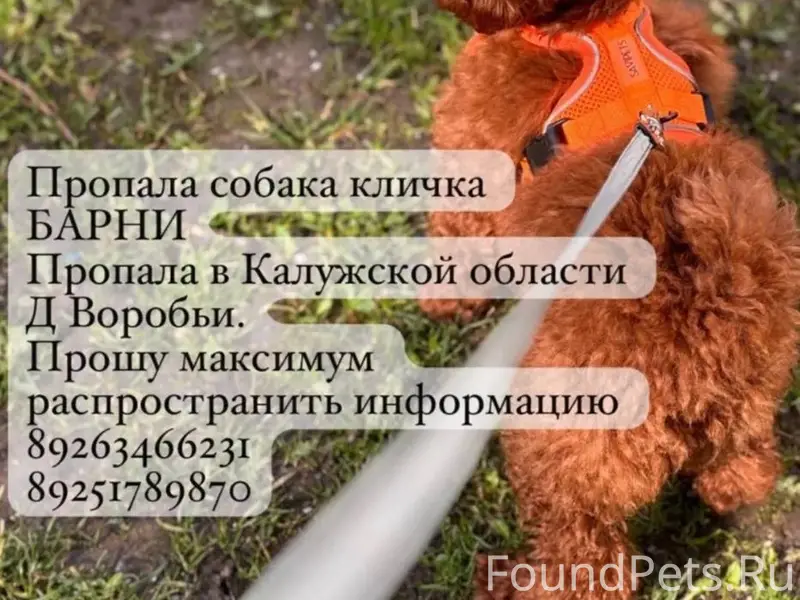 Пропал той пудель Барни, Калужская область