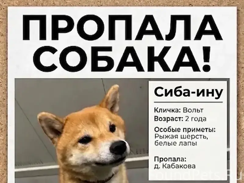 Пропал Вольт, деревня Кабакова