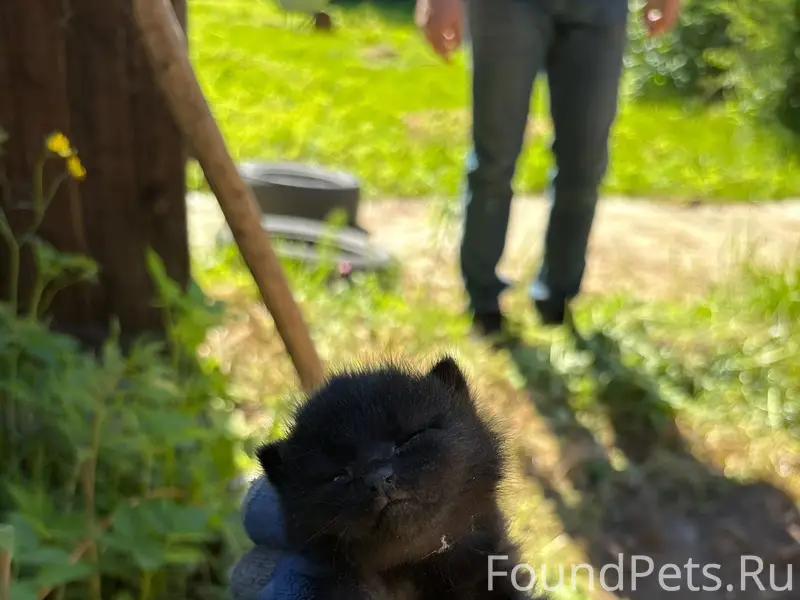 Найден чёрный котёнок, чердак