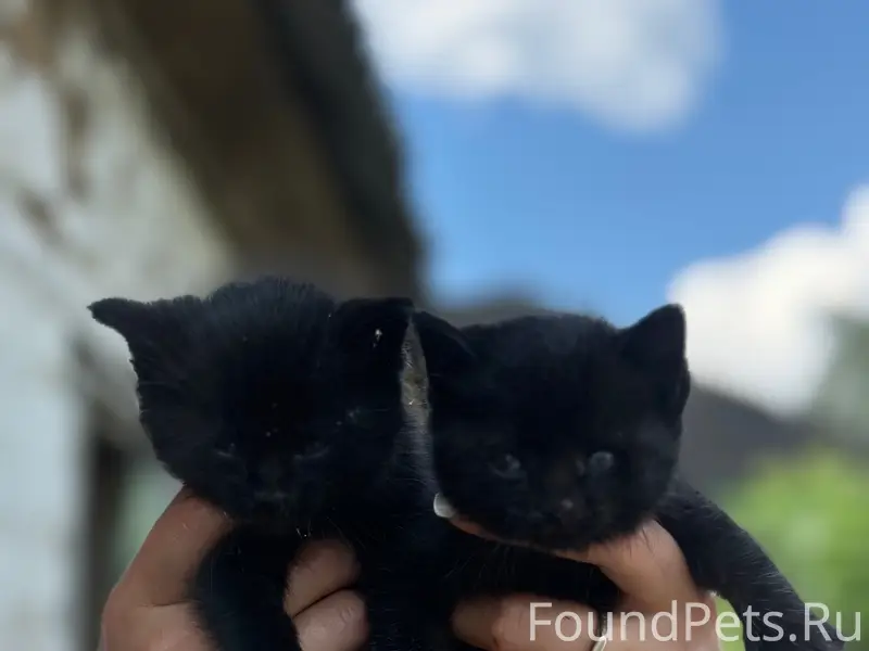 Найдены котята, чёрные, голубоглазые