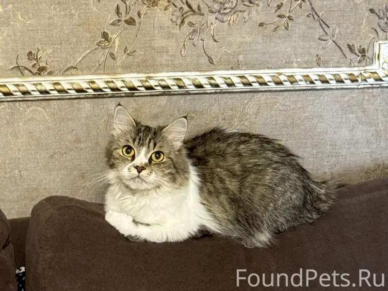 Пропала длинношёрстная кошка Бусинка, мегаполис парка