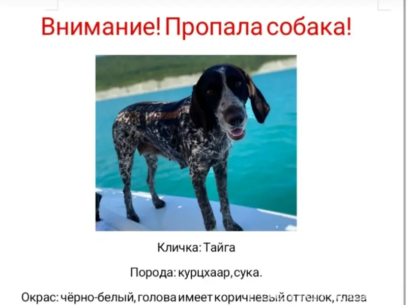 Пропала курцхаар Тайга, СНТ 'Урожай', г. Волжский