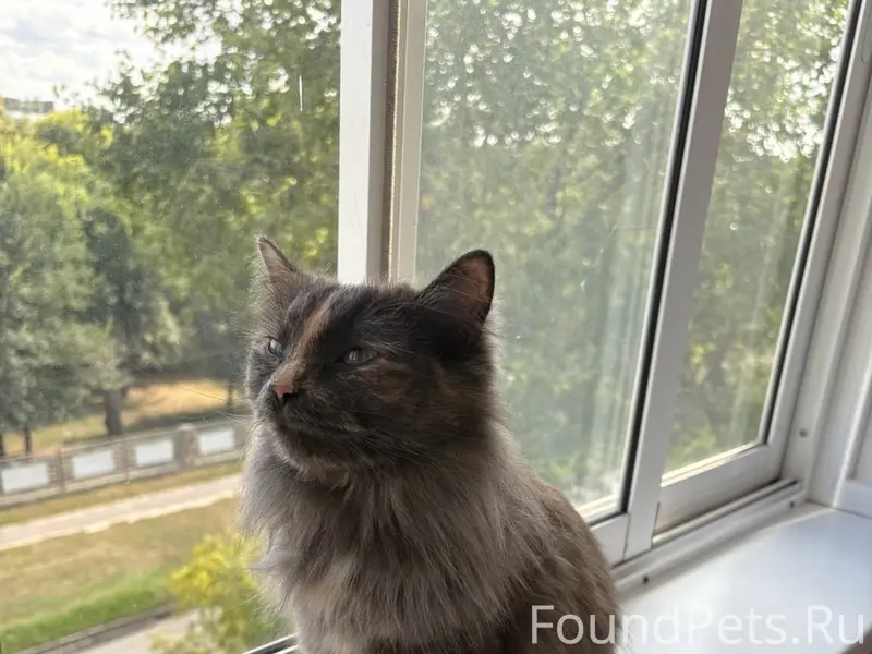 Пропала кошка Мышка, СНТ 'Калининец'