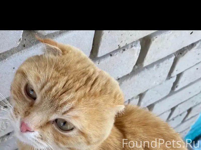 Пропал кот Марсик, Сызрань