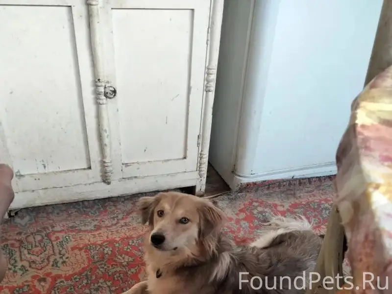 Пропал небольшой пёс, сад 7