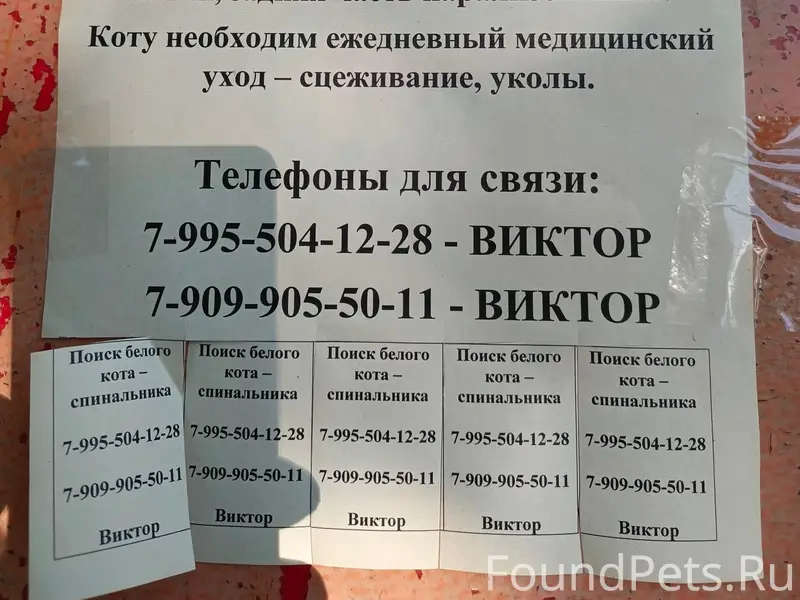 Пропал кот