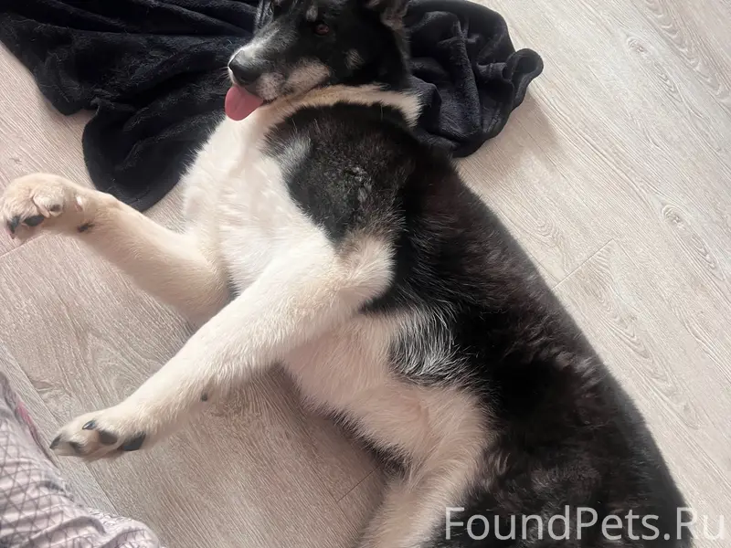 Пропала собака Асти, Спасск