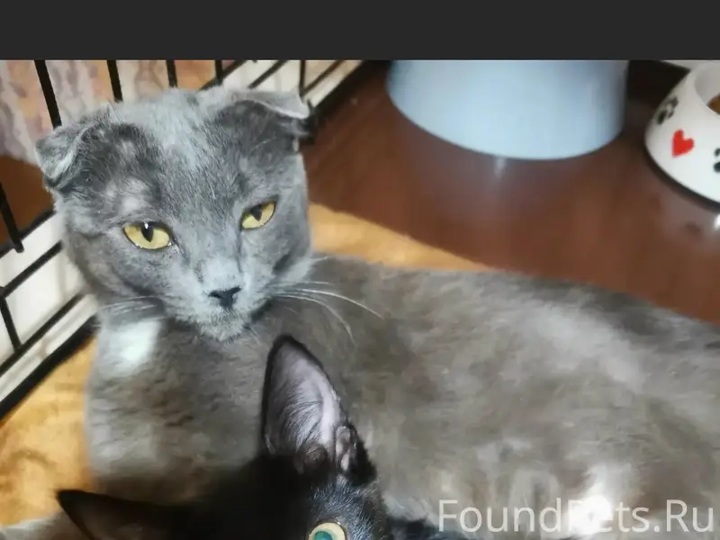 Найдены кошка и котенок, новый город