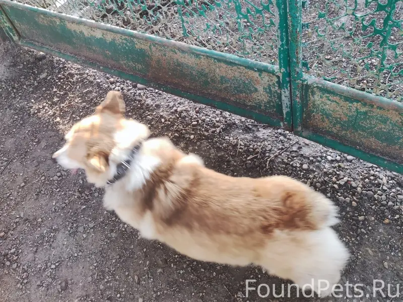 Пропал пёс, район кровельного центра