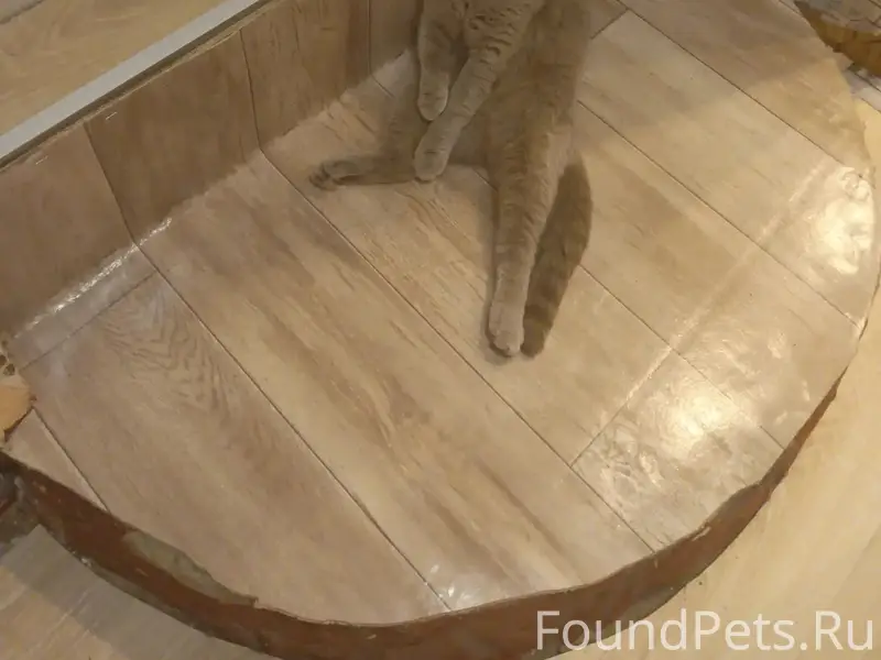 Пропала кошка, Мельбугор