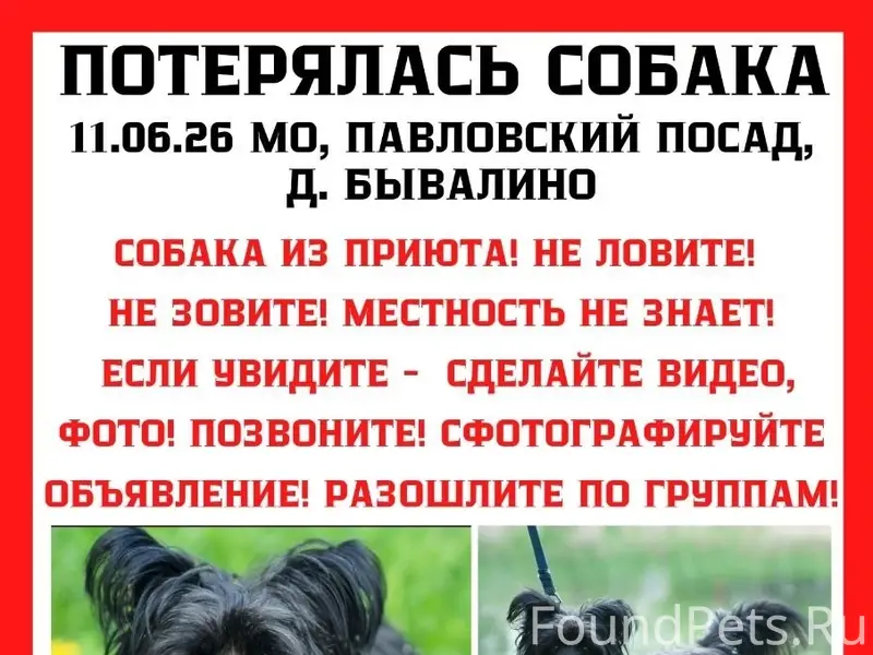 Пропала собака Дакота, Павловский Посад