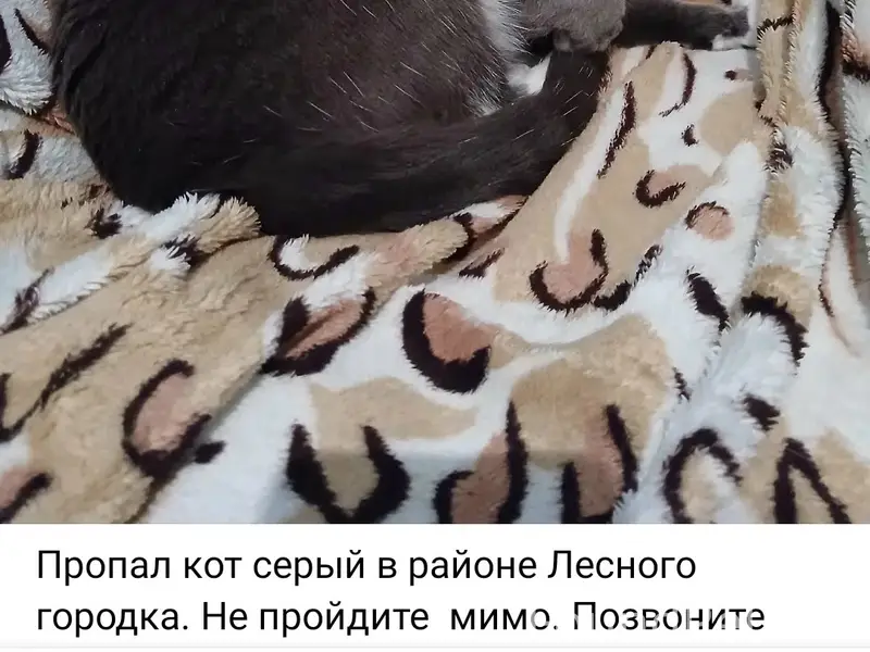 Пропал кот, серый, Лесной городок