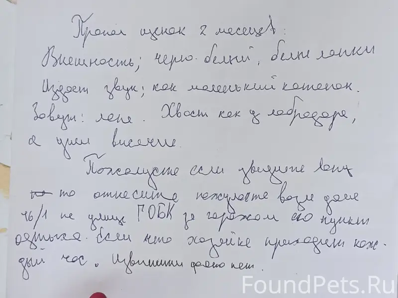 Пропала собака, Брест
