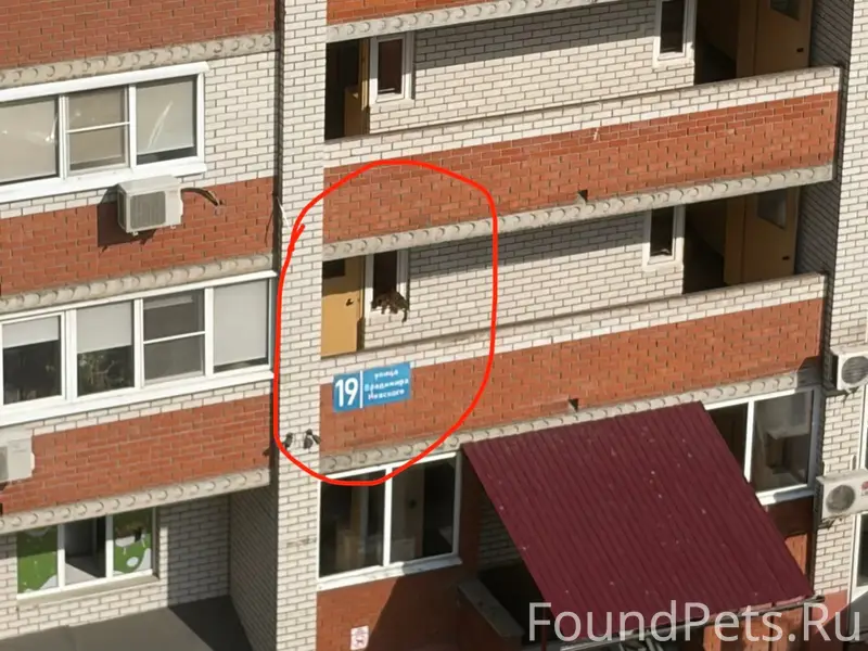 Найден кот, Владимира Невского 19
