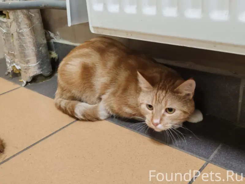 Найдена кошка, Вилеровский 6