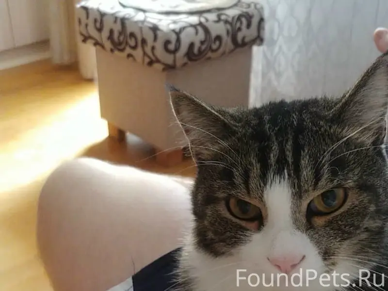Пропал кот Марсик, Зелёный бор