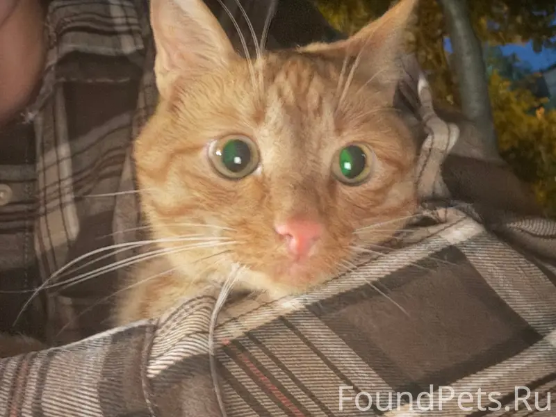 Найден кот, 21 Амурская