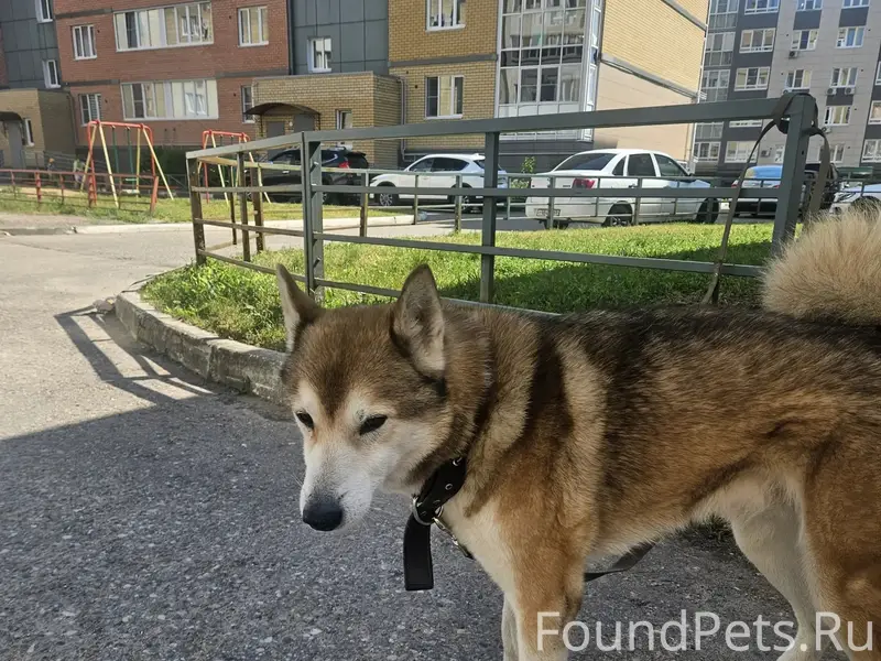Найден кобель, ближнее заволжье