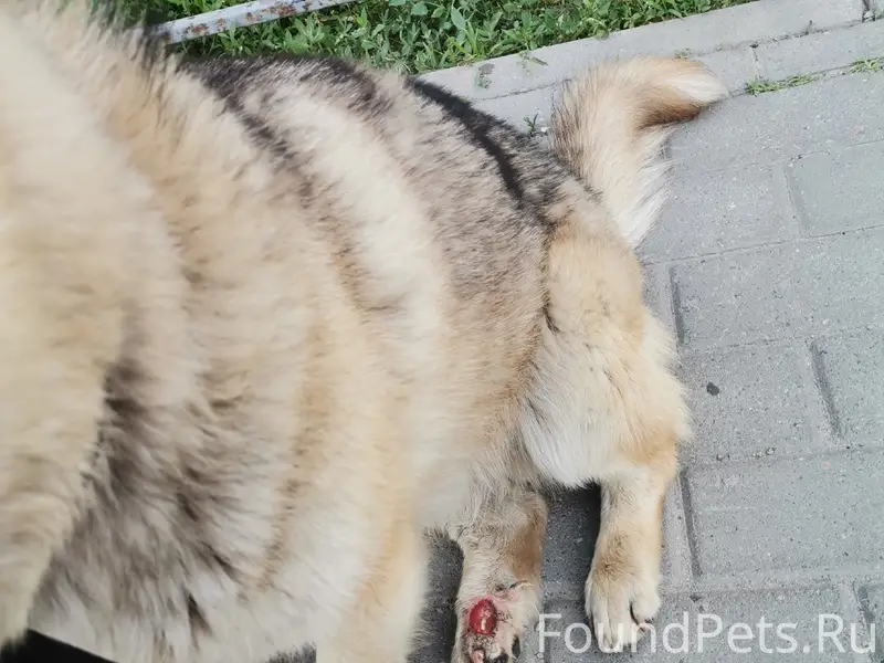 Пропал пёс, ЖК Цветной бульвар