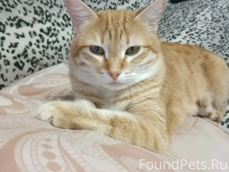 Пропала кошка Муся, у ветеринарки, Велетьма