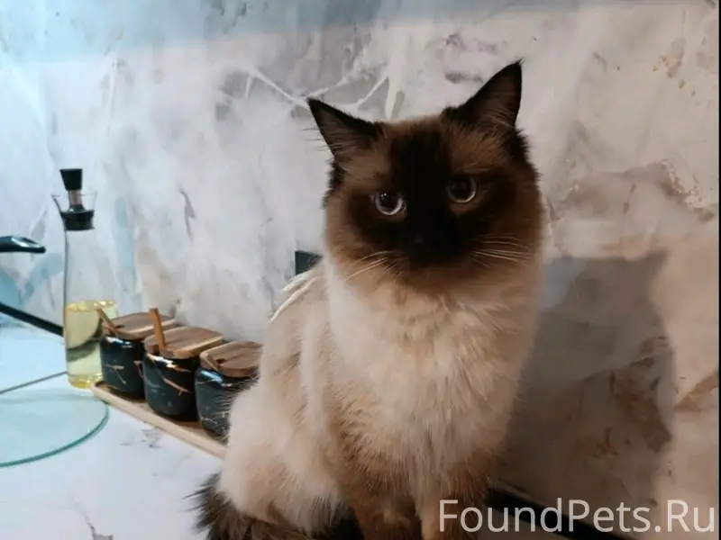 Пропала кошка, Казимировка