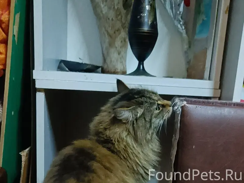 Найдена кошка, Гвардейская 19/1