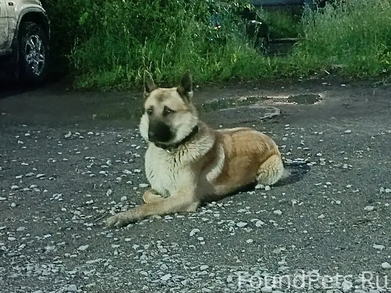 Найден пёс, район мира 41