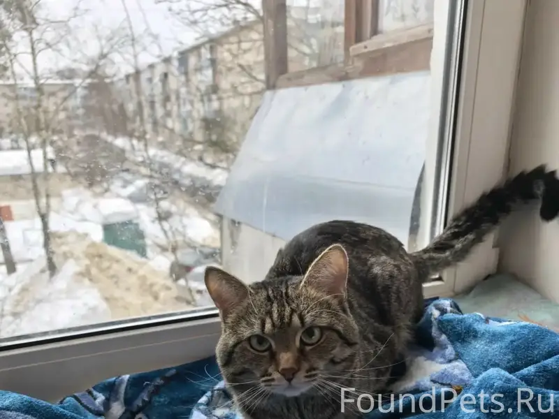 Пропал кот Айсик, Ступино